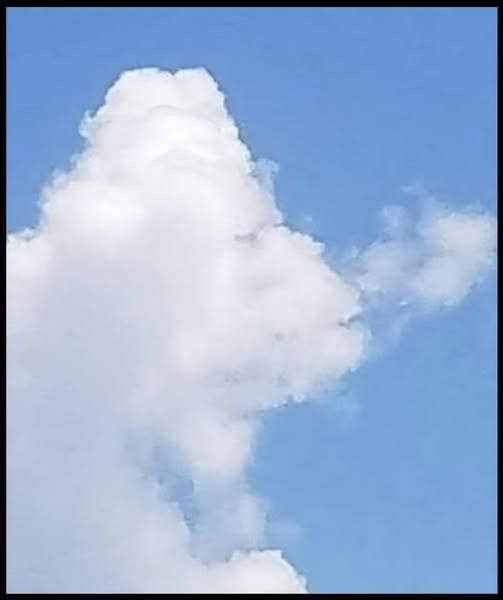 What Do You See: A Fish or a Plane?